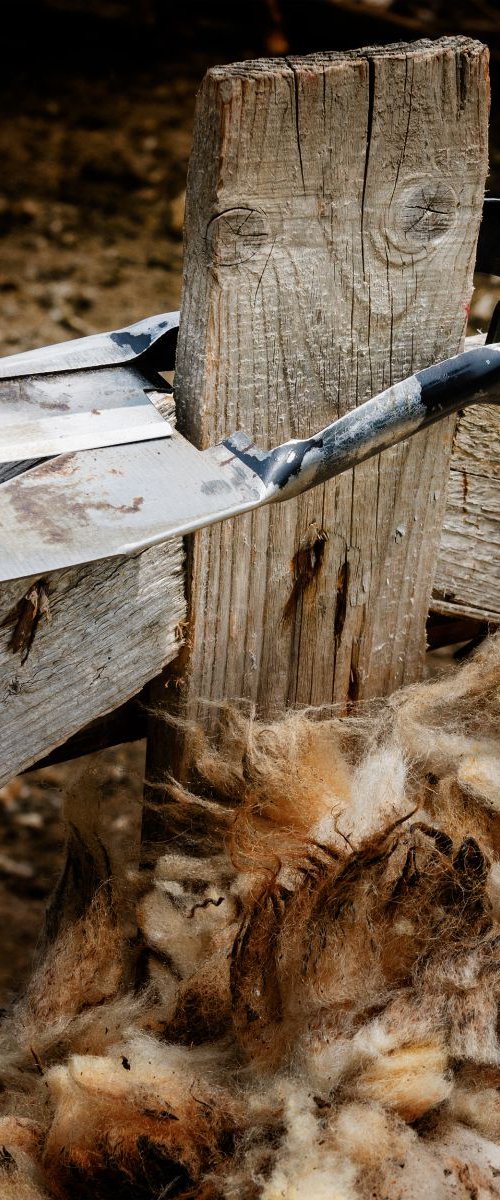 Traditional Sheep Shearers by Tom Hanslien