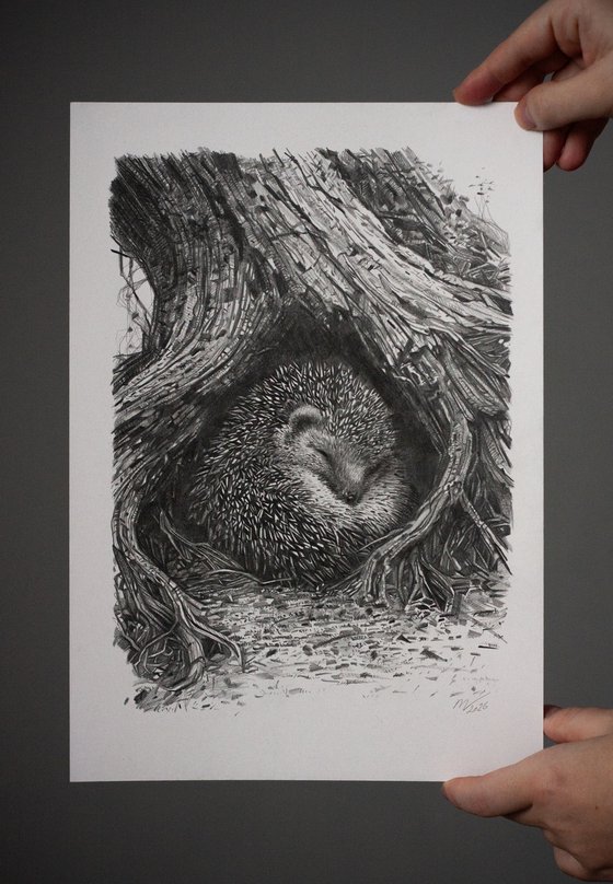 Hedgehog Among the Roots