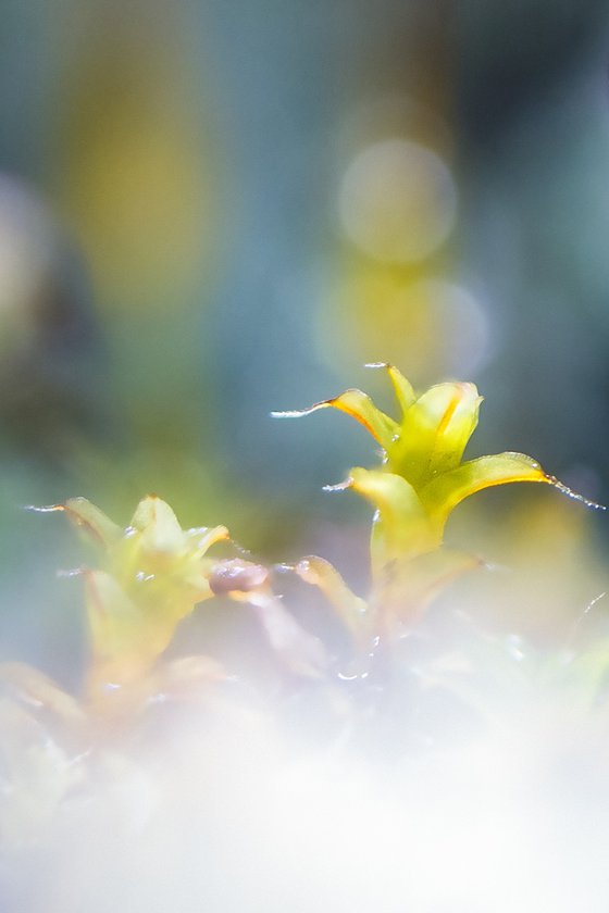 Forest’s Mossy Soul - master edition
