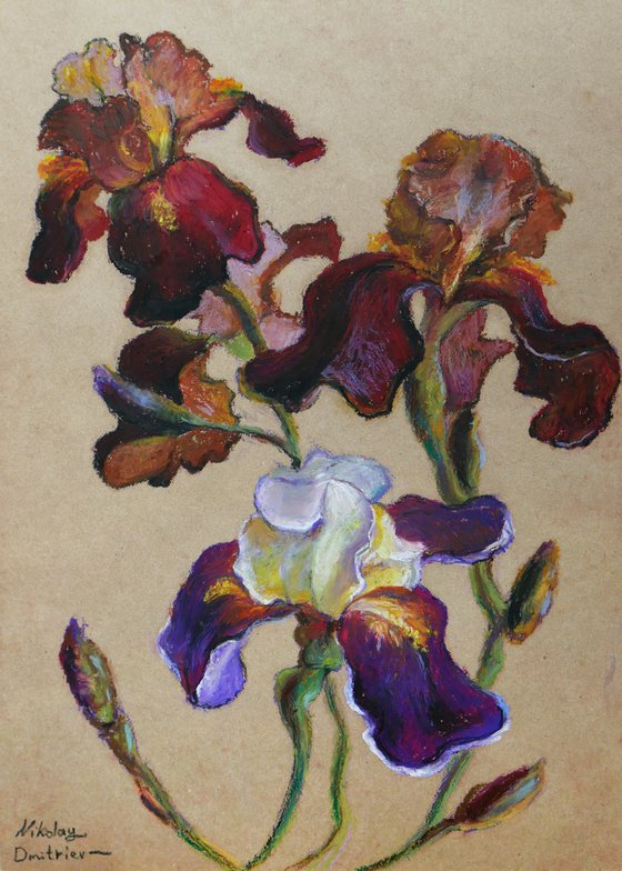 Irises - iris flowers #2