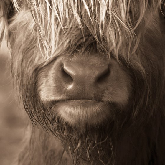 Scottish Highland Cow