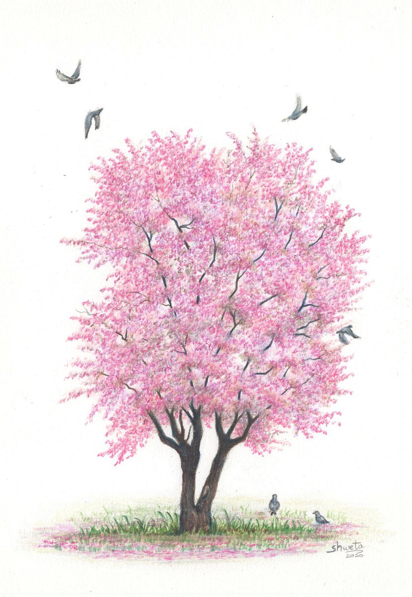 Japanese Cherry Blossom Tree Drawing by Shweta Mahajan
