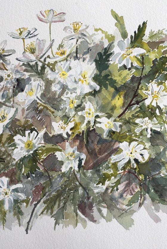 Reaching for the light, Wood Anemones