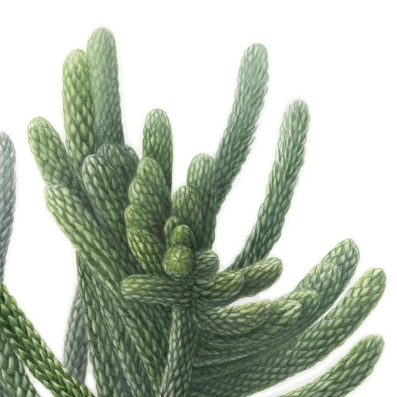 Araucaria