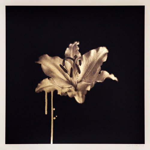 Gilded Lily (Gold) by Donk