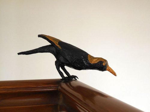 Male Regent Bowerbird by Shweta  Mahajan