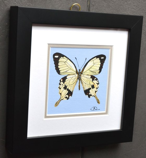 Specimen 004 - The Flying Handkerchief (Papilio dardanus)