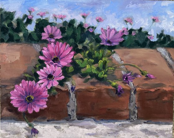 Ice Plants