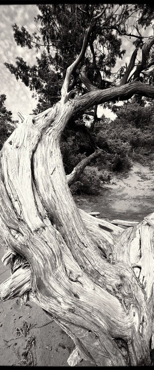 Ancient tree no.5 by Mattia Paoli
