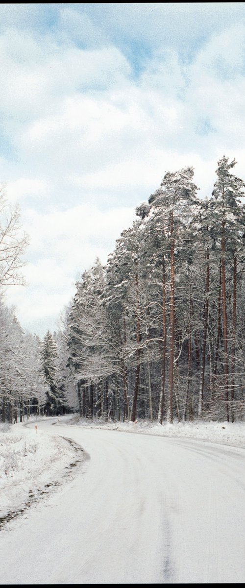 Forest in a winter climate by Jack Gasiorowski