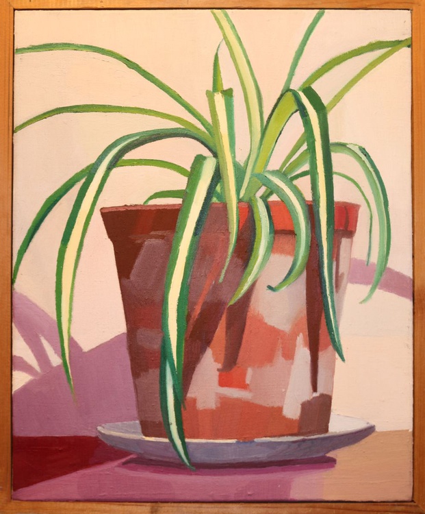 Spider Plant 1976 Oil Painting By Kenneth Hay Artfinder
