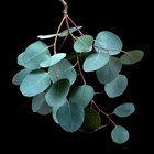 Eucalyptus