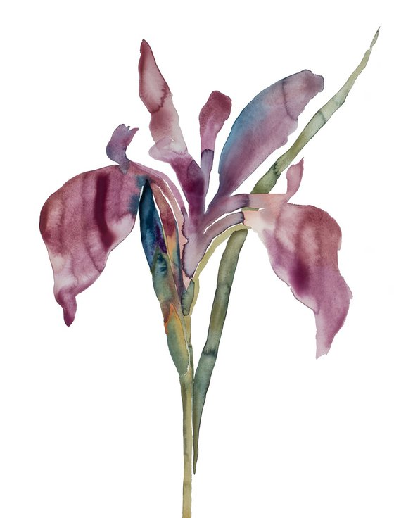 Iris No. 194