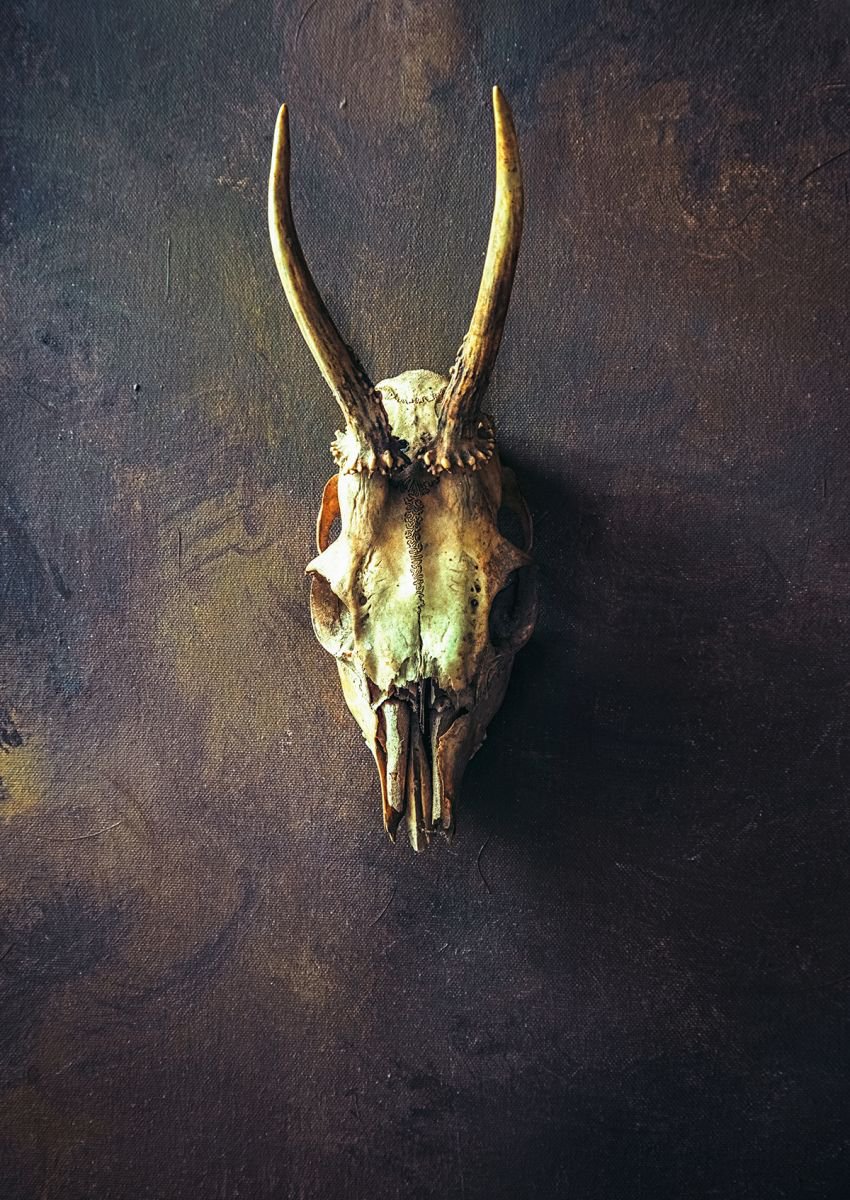 Animal Skull by Nikolina Petolas