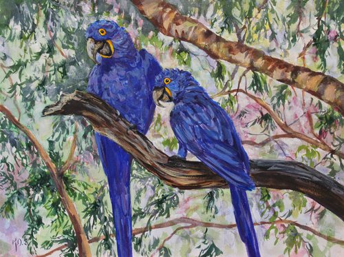 Brazilian Hyacinth Macaws by Kristen Olson Stone