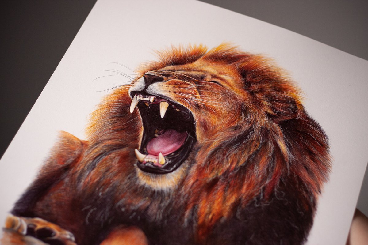 realistic drawings of lions roaring