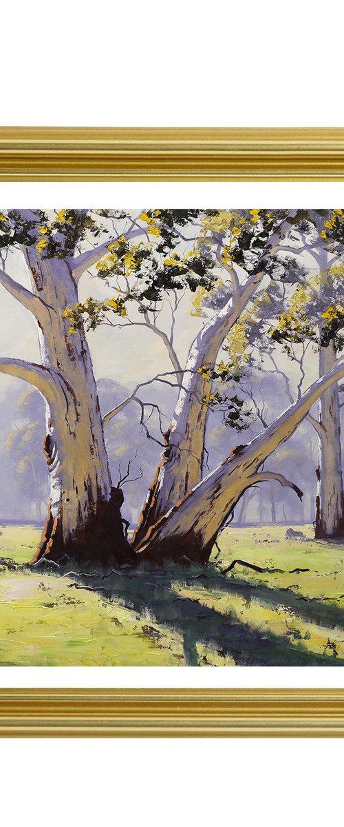 Australian Eucalyptus trees by Graham Gercken