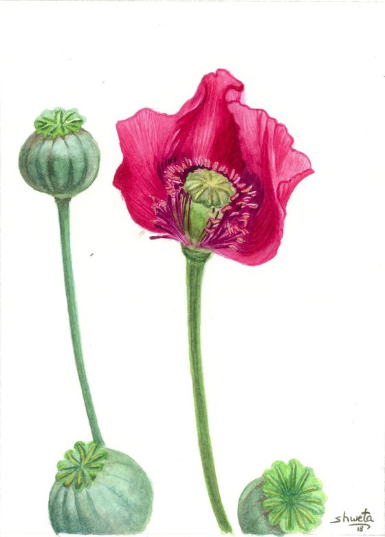 Red poppy and the strawflower
