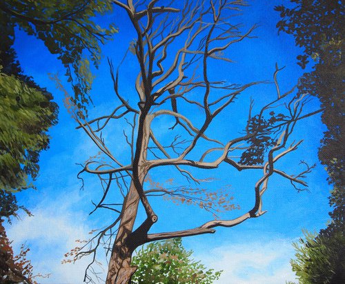 Tree Study #5 by Kitty  Cooper