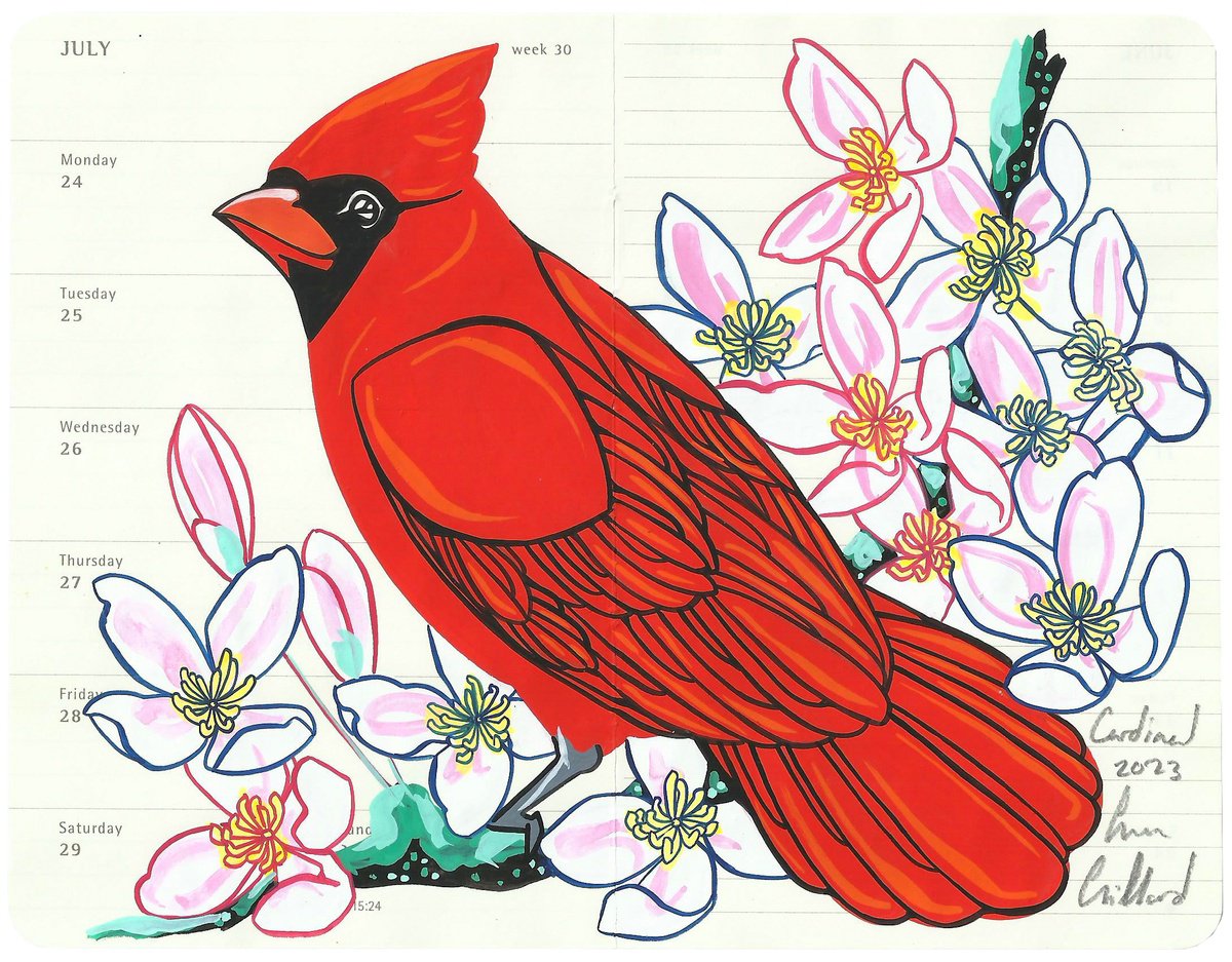 Birds of North America: Cardinal by Fran Giffard