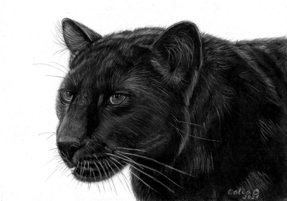 Panther