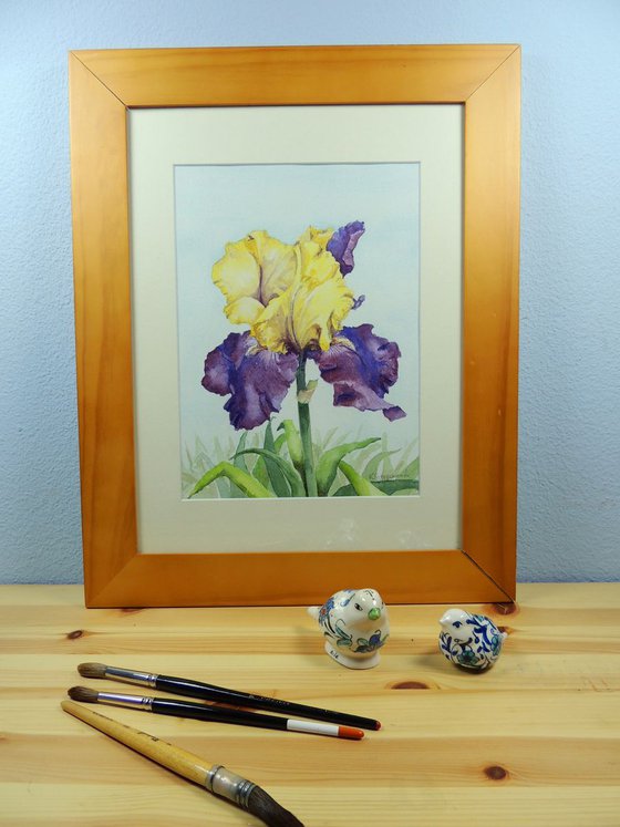 Yellow and purple iris