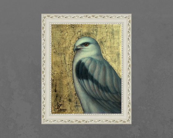 birds "White hawk"