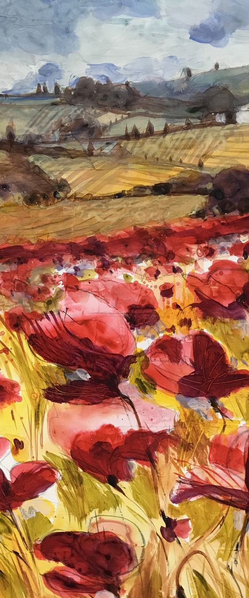 campagna toscana con papaveri by Alessandro Andreuccetti