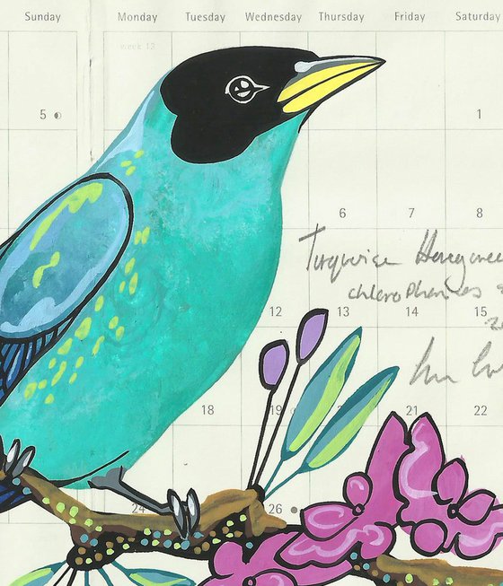 Birds of South America: Turquoise Honeycreeper