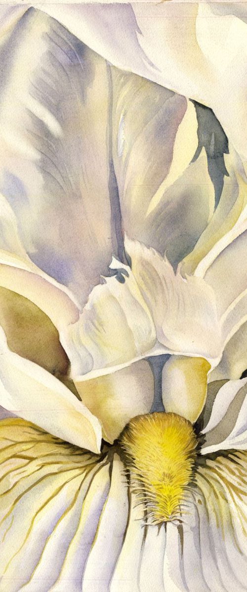 A touch of yellow by Alfred Ng