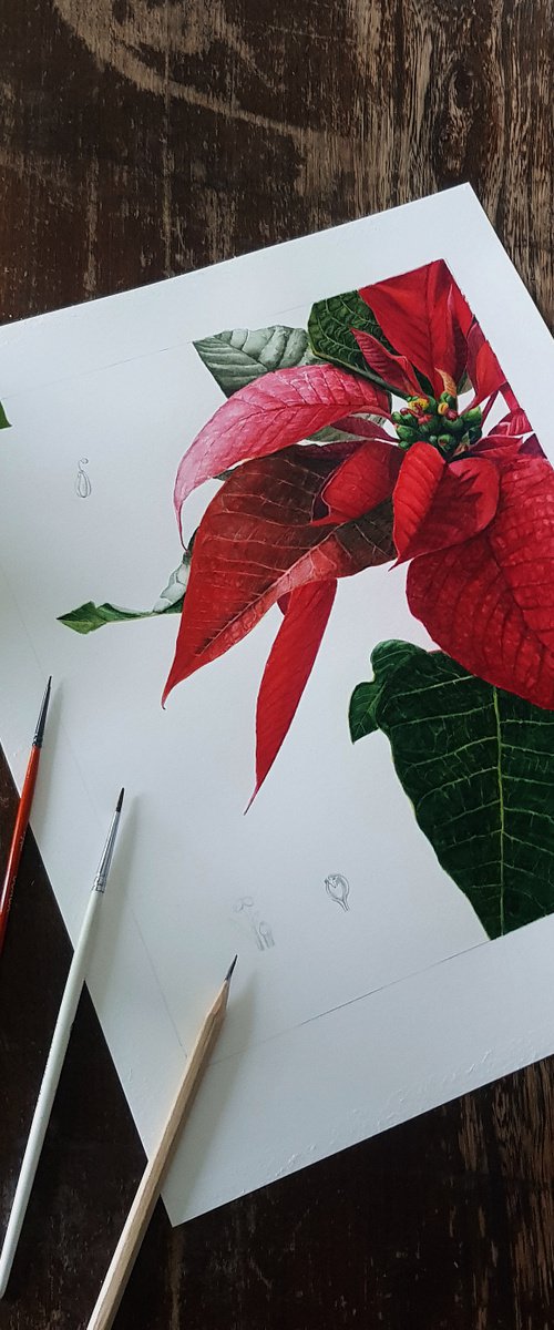 Poinsettia by Dovydas Bou