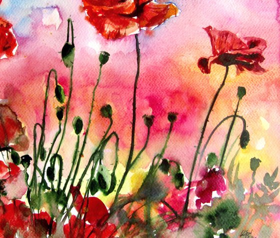 Poppies at sunset