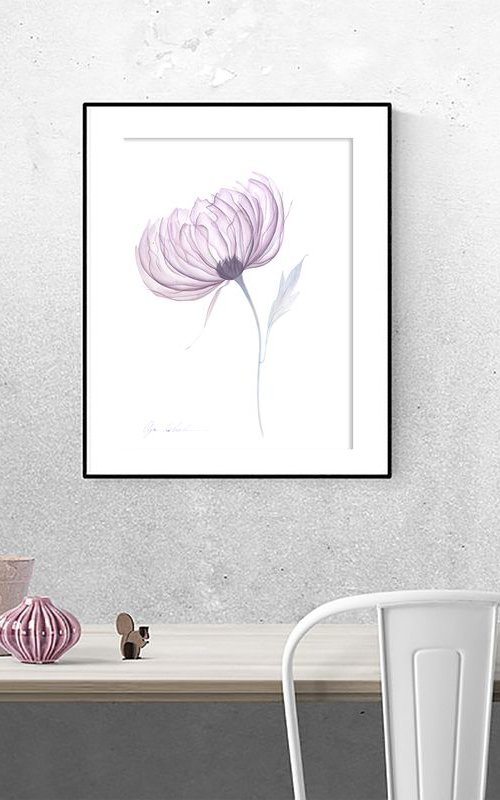 Transparent Dusty Peony by Olga Koelsch