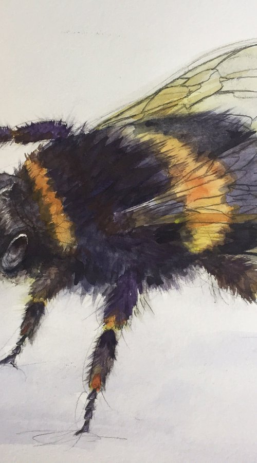 bumble bee by Alison Brodie