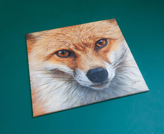 Red Fox Portrait