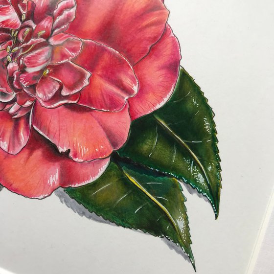 Camellia