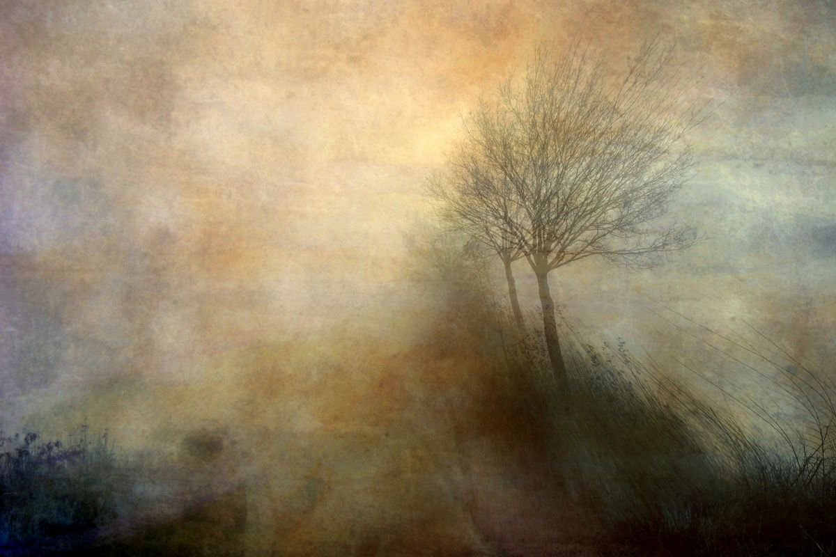 Foggy tree by Sandra Roeken