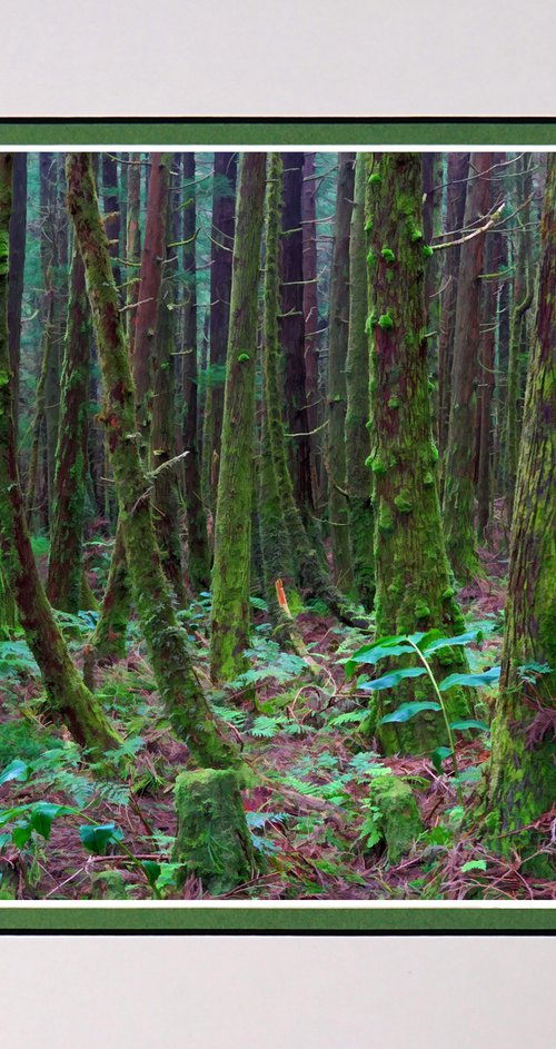 In the Forest by Robin Clarke