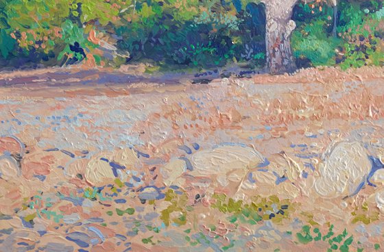 Pines on the coast at morning