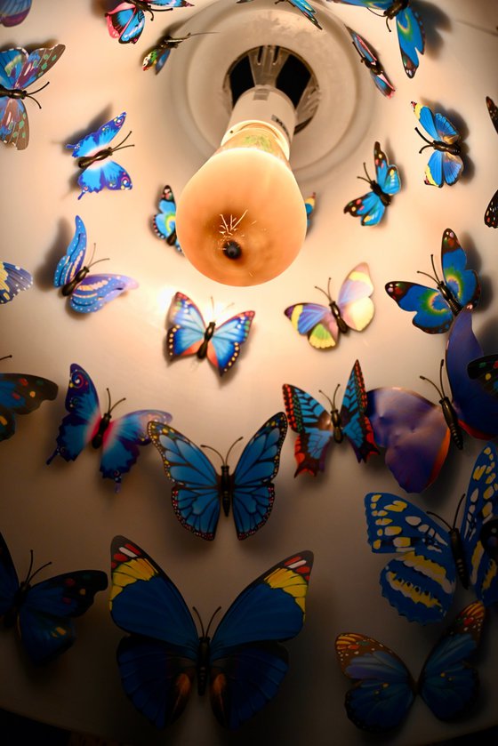 Butterfly roost