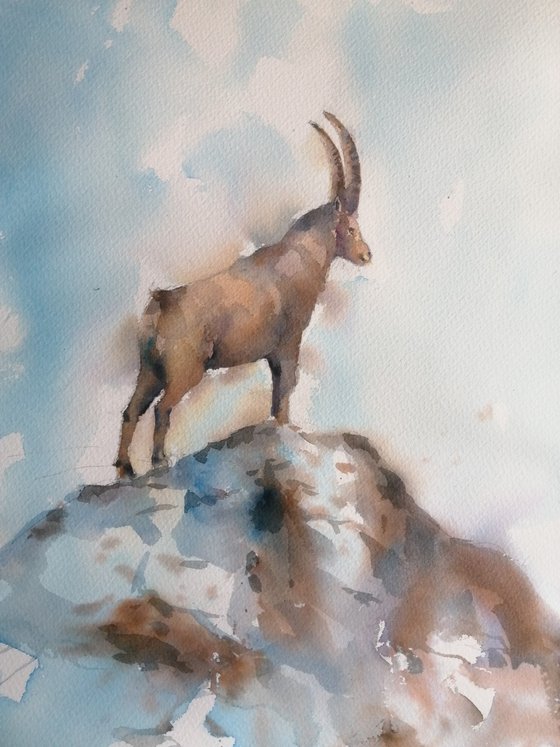 ibex