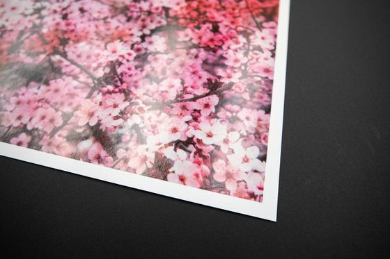 Romantic Sakura I (Samsung TV artwork)