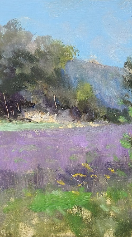 Lavender at St-Jean by Pascal Giroud