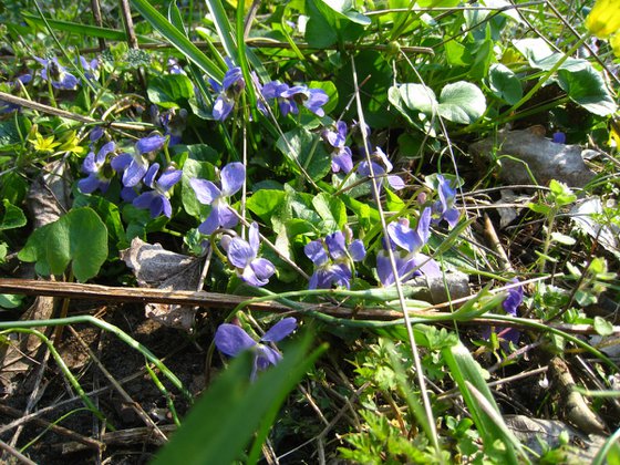Spring Violets on Forest Floor