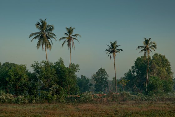 Four Palms