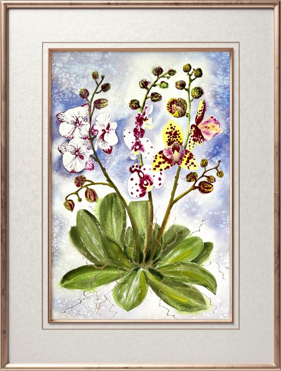 White Pink Bordo Orchid