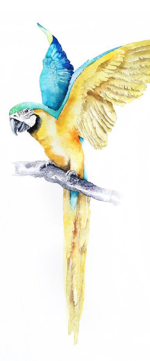 Ara parrot, 50x70cm, birds, wildlife and animals watercolours by Karolina Kijak