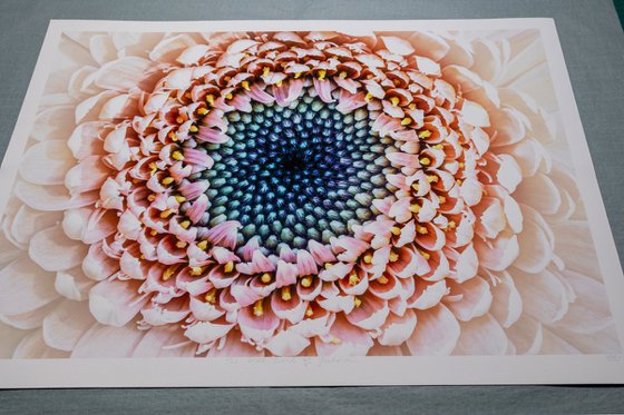 The Still Swirl of Gerbera