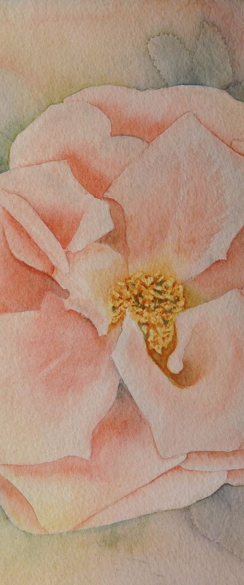 Liliana - Beautiful Rose by JANE  DENTON
