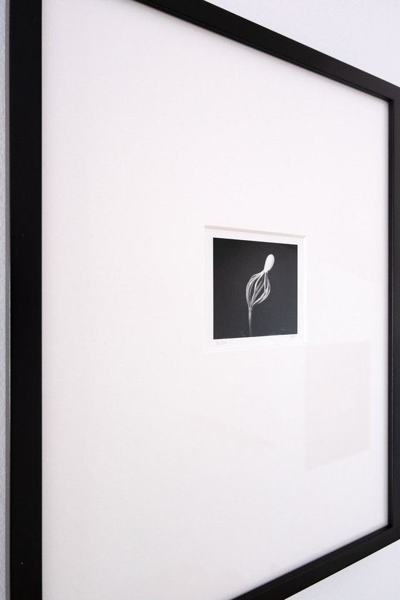 Pinus | Handmade Print